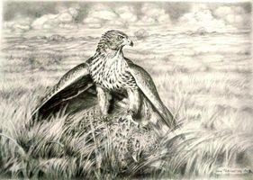 Young goshawk with prey